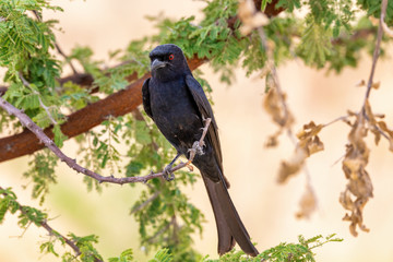 Black bird Fork-tailed Drongo, Dicrurus adsimilis, in Etosha national park, Africa Namibia safari wildlife