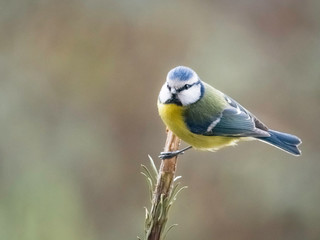 blue tit sitting on a perch