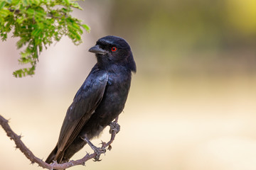 Black bird Fork-tailed Drongo, Dicrurus adsimilis, in Etosha national park, Africa Namibia safari wildlife