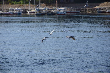 Birds Flying over River Nile/ beautiful view for Aswan Egypt and Nubian Egyptian culture. sailing boat sailing in the River Nile and harbor with birds and local houses on the 2 sides 