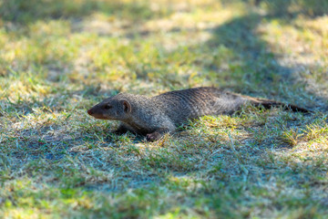 Banded mongoose, Mungos mungo, lying in grass, Etosha, Namibia, Africa, Safari wildlife