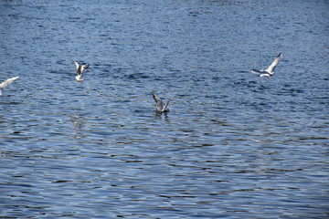 Birds Flying over River Nile/ beautiful view for Aswan Egypt and Nubian Egyptian culture. sailing boat sailing in the River Nile and harbor with birds and local houses on the 2 sides 