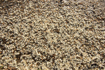 Dipterocarpaceae White flowers falling on the ground.