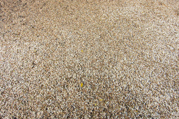 Dipterocarpaceae White flowers falling on the ground.