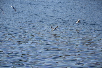 Birds Flying over River Nile/ beautiful view for Aswan Egypt and Nubian Egyptian culture. sailing boat sailing in the River Nile and harbor with birds and local houses on the 2 sides 