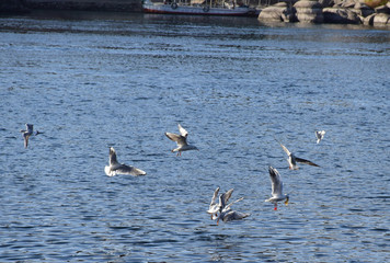 Birds Flying over River Nile/ beautiful view for Aswan Egypt and Nubian Egyptian culture. sailing boat sailing in the River Nile and harbor with birds and local houses on the 2 sides 