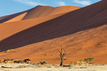 Fototapeta na wymiar Dead Vlei landscape with dry acacia in Namib desert, valley Sossusvlei, Namibia Africa wilderness