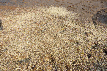 Dipterocarpaceae White flowers falling on the ground.