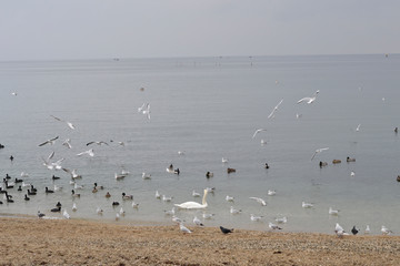 two seagulls on the beach
