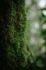 Musgos em tronco de árvore molhadas de orvalho