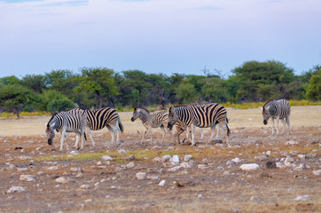 Fototapeta na wymiar herd of zebra in african bush, walk to watehole. Etosha game reserve, Namibia, Africa safari wildlife. Wild animal in the nature habitat