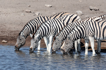 Obraz na płótnie Canvas line of drinking herd of zebra in Etosha national Park, Namibia Africa, wildlife safari