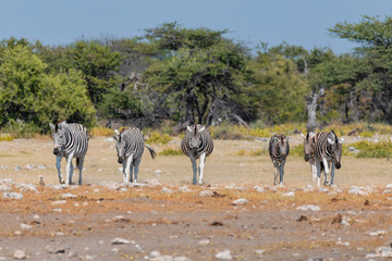 Fototapeta premium herd of zebra in african bush, walk to waterhole. Etosha game reserve, Namibia, Africa safari wildlife. Wild animal in the nature habitat