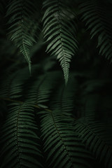 Folhas de samambaia na mata atlântica