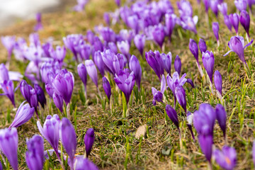 first spring crocuses in the spring