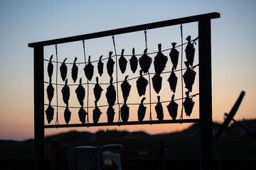 Fish hanging to dry at beach in Denmark
