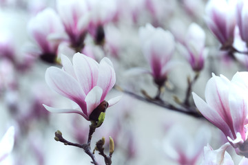 Obraz premium beautiful magnolia flowers