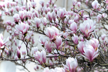 beautiful magnolia flowers