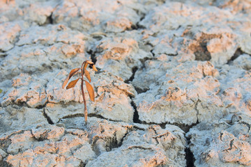 The ground is dry until it causes the disintegration of the ground. And a small tree is dead from the fissure Caused by global warming Used as an illustration