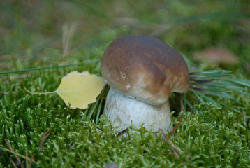 Fresh Porcini Mushroom