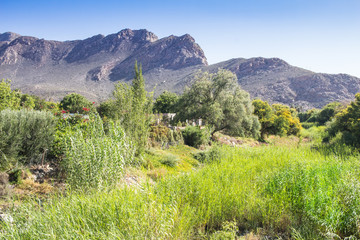Green reeds in the river bed of the Keisie River with Montagu mountains in background - Western Cape South Africa
