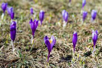 first spring crocuses in the spring