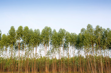Fototapeta premium Eucalyptus forest in Thailand, plats for paper industry