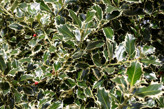 Close up image of the leaves and berries of a holly bush. Perfect for background use