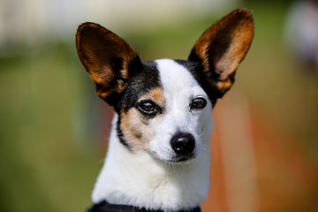 Naklejka na ściany i meble Portrait of a young adult Jack Russell cross Papillon male dog, he is looking just off camera