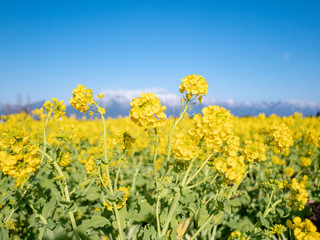 Obraz premium 湖畔に咲く菜の花と雪山の景色