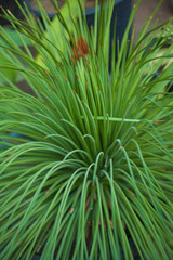 green abstract background