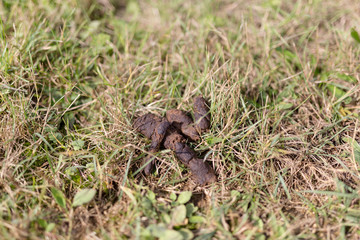 Naklejka na ściany i meble A pile of dog poop that the irresponsible owner has left on the side of the path in the verge
