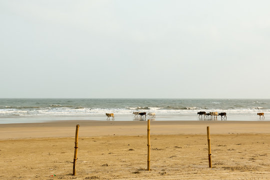 Holy Cows grazing in groups spending days sunning themselves in warm sand on Goa Sea Beach. Indian Ocean in background. Domestic animals in the wild nature theme. Travel Tourism. India South Asia Pac