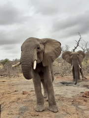 Naklejka na ściany i meble Elefant,Südafrika, Afrika