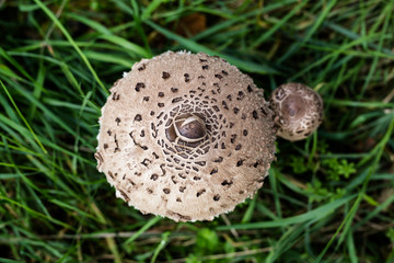 Shaggy parasol, Chlorophyllum rhacodes mushroom found wild in the English countryside