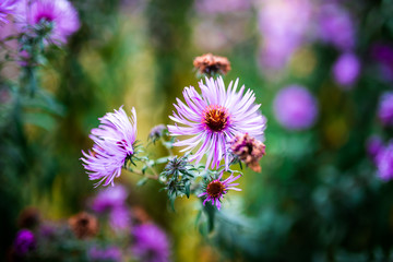violette flower summer