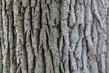 A close up of the patterns of tree bark. Background image