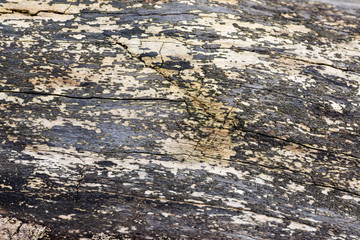 A close up of the patterns of tree bark. Background image