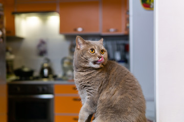 scottish straight cat is washing