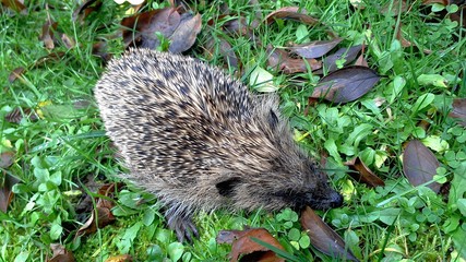 hedgehog in grass