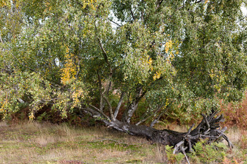 A fallen tree that has continued to grow and spring new life