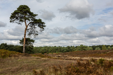 Fototapeta na wymiar A lone tree standing on some typical British wild heathland