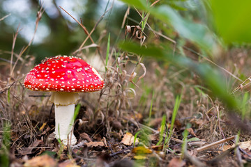 Amanita muscaria, commonly known as the fly agaric or fly amanita, is poisonous mushroom, found in Suffolk woodland