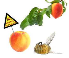 Dead honey bee and fresh peaches with warning sign 
