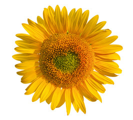 Fototapeta premium Flower of sunflower isolated on white background