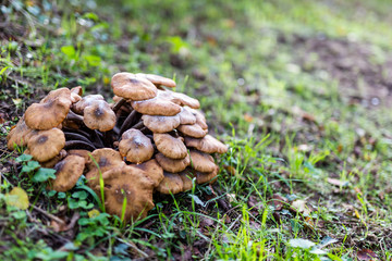 Lactarius quietus, also known as the oak milkcap, oakbug milkcap or southern milkcap, wild mushrooms in the UK countryside