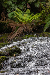 McLean Falls. Waterfall. Catlins New Zealand