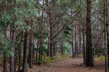A natural pine forest found in rural English countryside