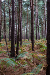 A natural pine forest found in rural English countryside