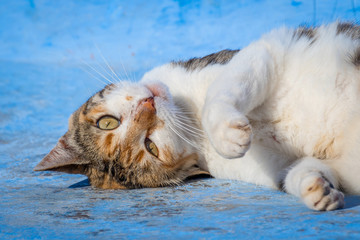 Street cat poses for the camera in Chefchaouen, Morocco